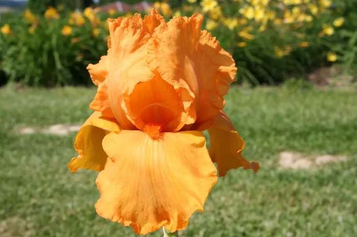 Iris Barbata-Elatior ‚Feu du Ciel‘ (Hohe Bartschwertlilie)