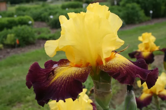 Iris Barbata-Elatior ‚Grenade‘ (Hohe Bartschwertlilie)
