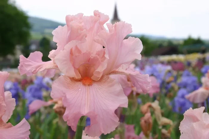 Iris Barbata-Elatior ‚Helene C‘ (Hohe Bartschwertlilie)