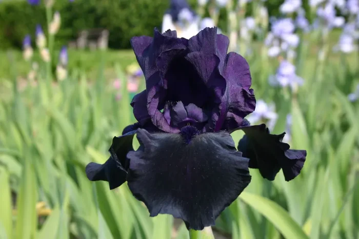 Iris Barbata-Elatior ‚Hello Darkness‘ (Hohe Bartschwertlilie)