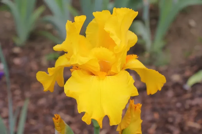 Iris Barbata-Elatior ‚Here Comes The Sun‘ (Hohe Bartschwertlilie)