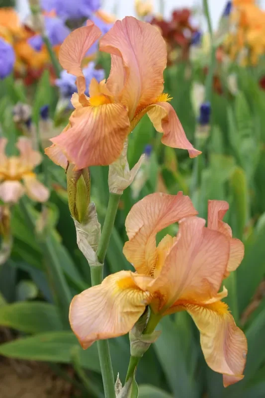 Iris Barbata-Elatior ‚Impromptu‘ (Hohe Garten-Schwertlilie)