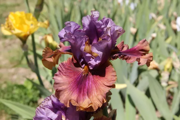 Iris Barbata-Elatior ‚Nelly Tardivier‘ (Hohe Bartschwertlilie)