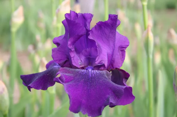 Iris Barbata-Elatior ‚Rosalie Figge‘ (Hohe Bartschwertlilie)