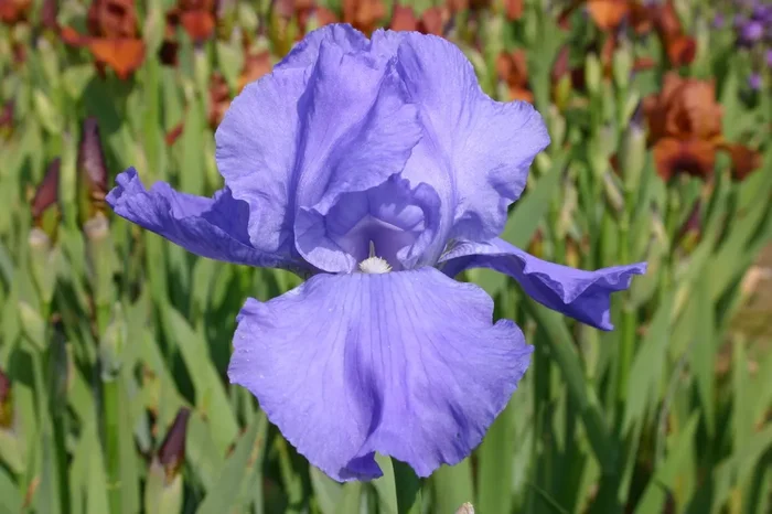 Iris Barbata-Elatior ‚Sapphire Hills‘ (Hohe Bartschwertlilie)