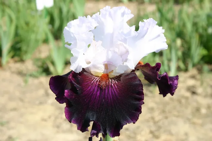 Iris Barbata-Elatior ‚Starring‘ (Hohe Bartschwertlilie)
