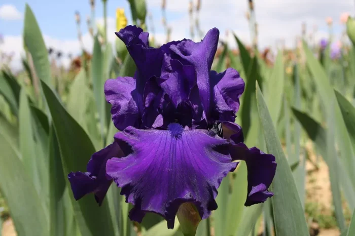 Iris Barbata-Elatior ‚Titan’s Glory‘ (Hohe Bartschwertlilie)