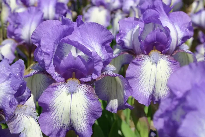 Iris Barbata-Media ‚Arctic Fancy‘ (Mittelhohe Garten-Schwertlilie)