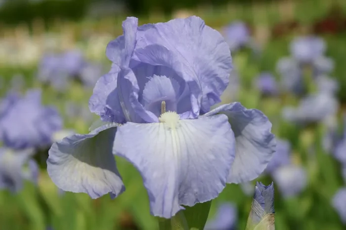 Iris Barbata-Media ‚Bel Azur‘ (Mittelhohe Bartschwertlilie)