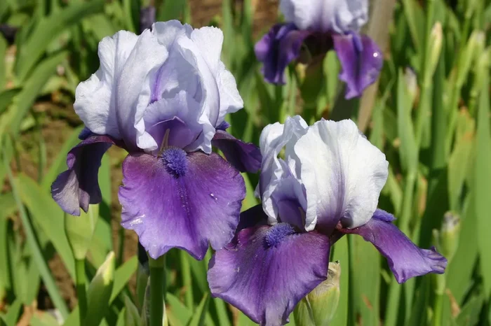 Iris Barbata-Media ‚Hellcat‘ (Mittelhohe Bartschwertlilie)