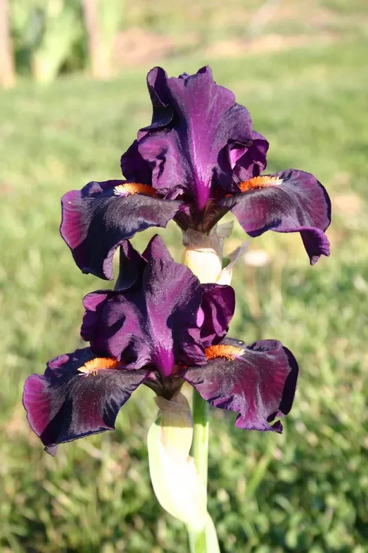 Iris Barbata-Media ‚Impérative‘ (Mittelhohe Bartschwertlilie)