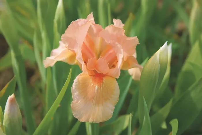 Iris Barbata-Nana ‚Bright Vision‘ (Zwergiris)