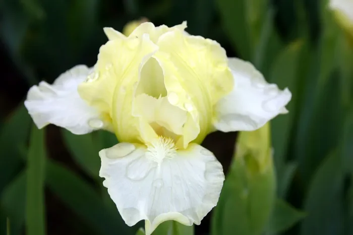 Iris Barbata-Nana ‚Jabal‘ (Zwergschwertlilie)