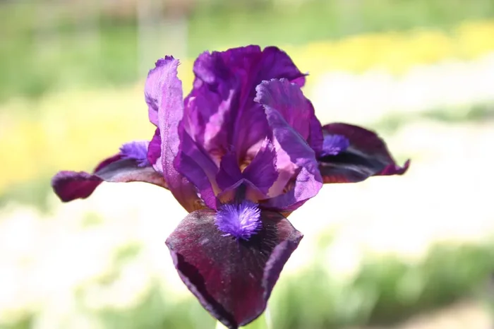Iris Barbata-Nana ‚Samtpfötchen‘ (Zwergschwertlilie)