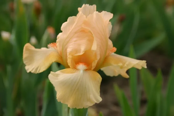 Iris Barbata-Nana ‚Tickled Peach‘ (Zwergschwertlilie)