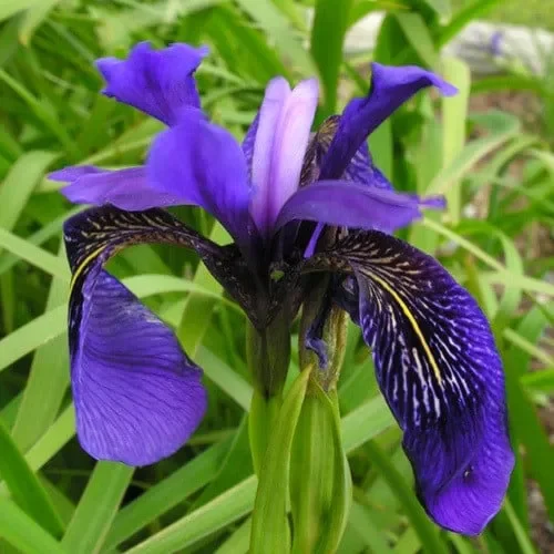 Iris Delavayi