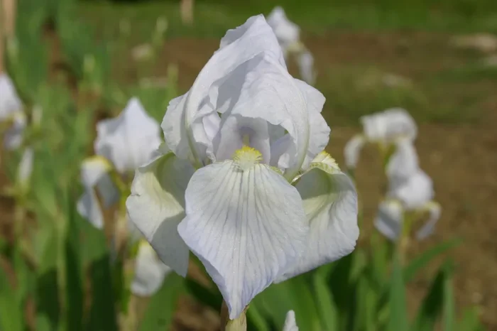 Iris florentina (Veilcheniris)