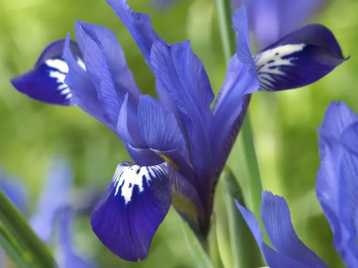 Iris reticulata ‚Fabiola‘ (Netzblatt-Schwertlilie)