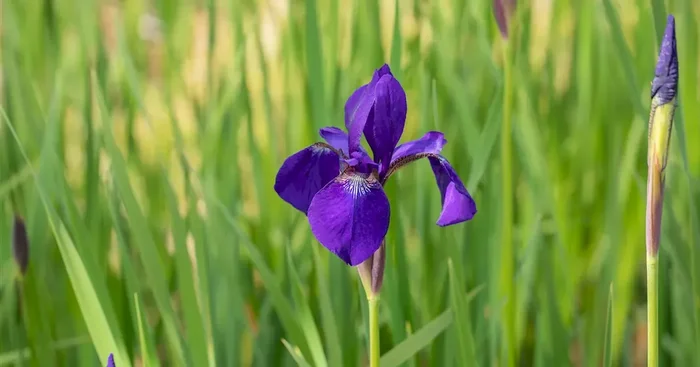Iris sibirica ‚Caesar‘