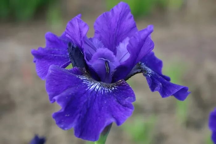 Iris sibirica ‚Prussian Blue‘ (Sibirische Schwertlilie)