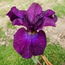 Iris sibirica Devils Dream