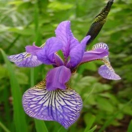 Iris sibirica Shaker’s Prayer x 3