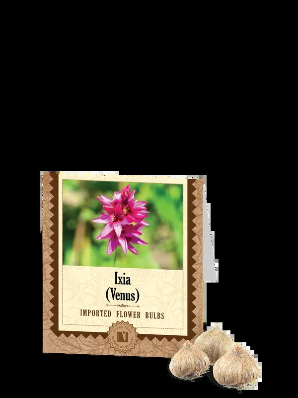 Ixia Venus Bulbs