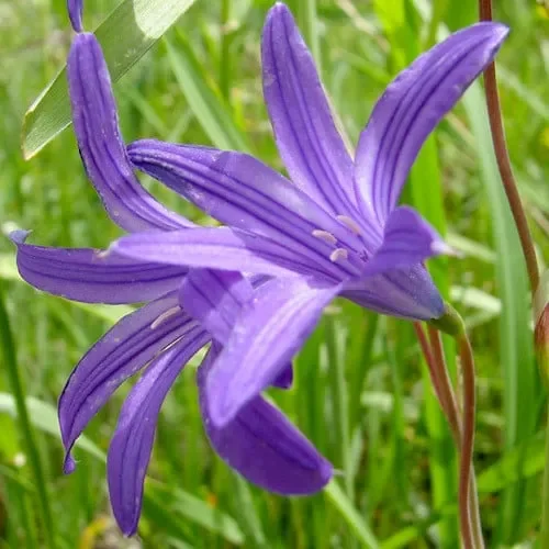 Ixiolirion Tataricum