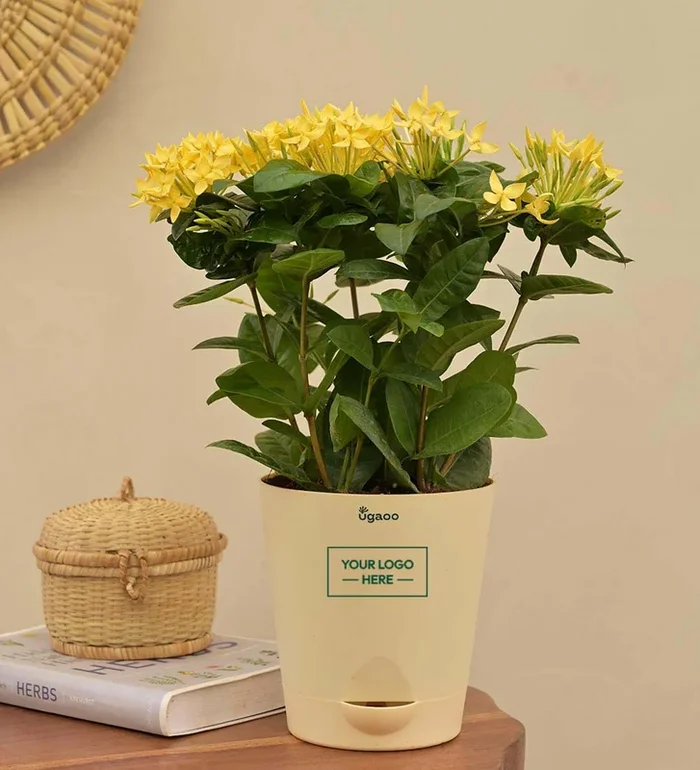 Ixora (Rugmini) Plant – Yellow Gift Hamper