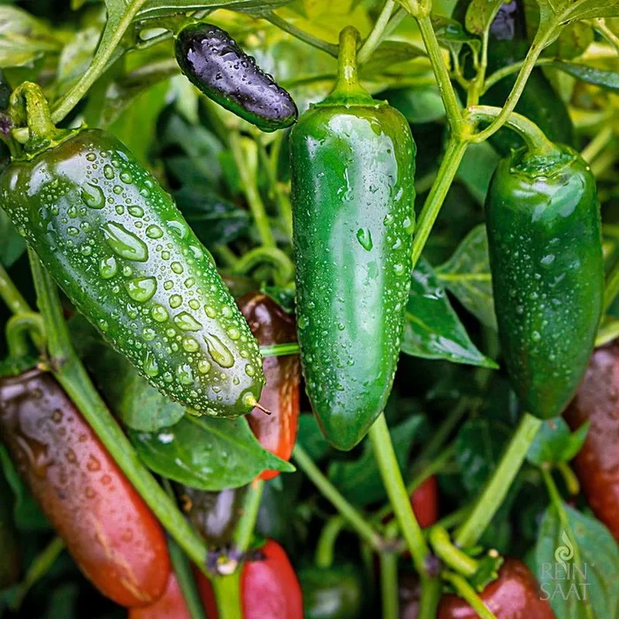 Jalapeño Santiago