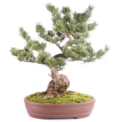 Japanese Five Needle Pine – ST2318FNP-C