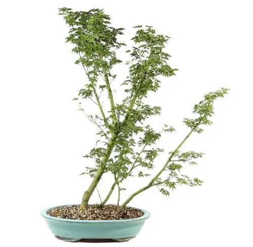 Japanese Maple – ST3425JMSG-C