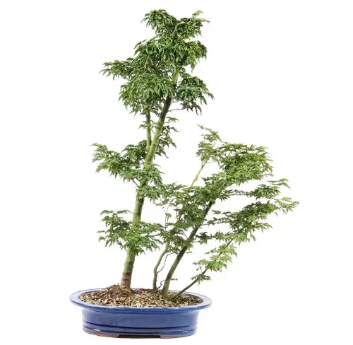 Japanese Maple – ST3625JMSG-J