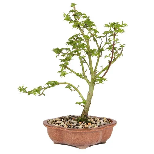 Japanese Maple – ST5125JMSG-D