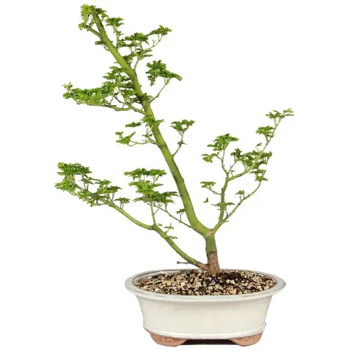 Japanese Maple – ST5225JMSG-L