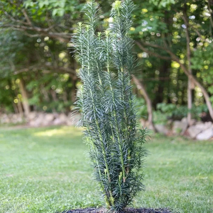 Japanese Plum Yew ‚Fastigiata‘