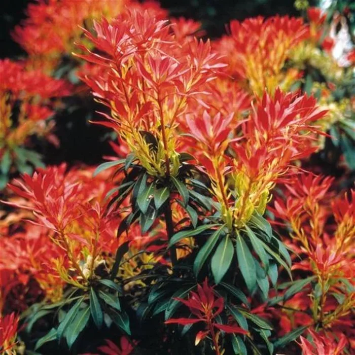 Japanische Lavendelheide ‚Forest Flame‘
