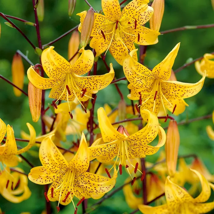 Japanische Lilie Leichtlinii Lilium Leichtlinii – Bestellnummer 5563712