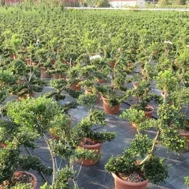 Japanische Stechpalme als Bonsai (Ilex crenata ‚Kinme‘)
