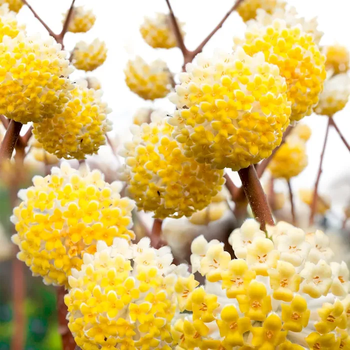 Japanischer Papierstrauch Edgeworthia chrysantha – Bestellnummer 3302492