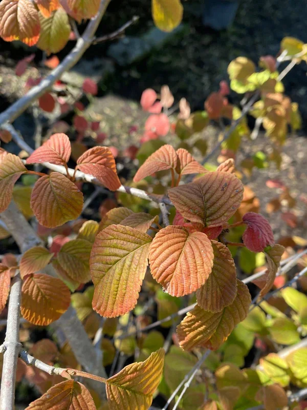 Japanischer Schneeball ‚Mariesii‘ / Viburnum plicatum ‚Mariesii‘