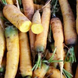Jaune du Doubs – Karotte