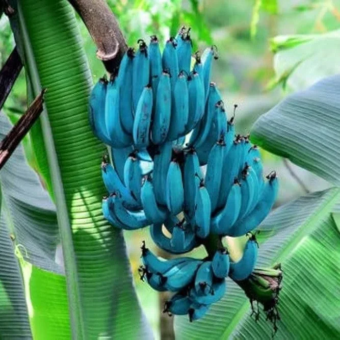 Java Blue Banana Fruit Plant