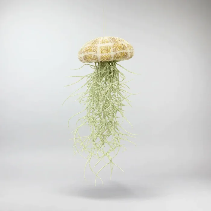Jellyfish Air Plant | Tillandsia Jellyfish