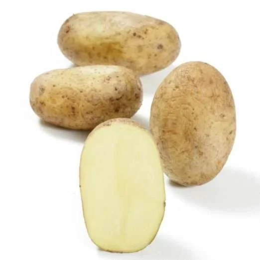 JellyPflanzkartoffeln, bio