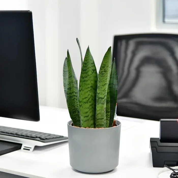 JobPflanze Starke Sansevieria