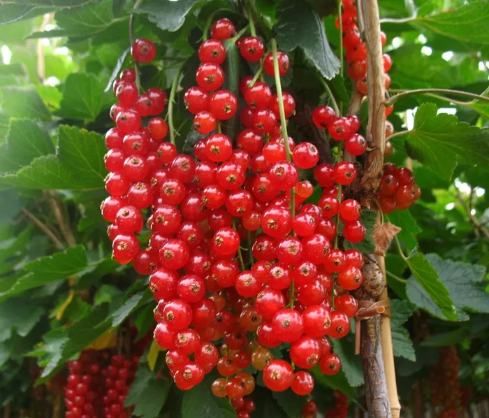 Johannisbeere ‚Rovada‘