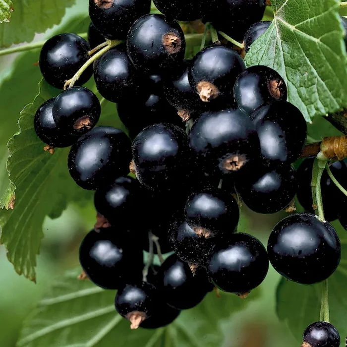 Johannisbeere ‚Titania®‘, Strauch Ribes nigrum – Bestellnummer 4411309