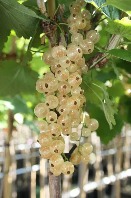 Johannisbeere ‚Werdavia‘