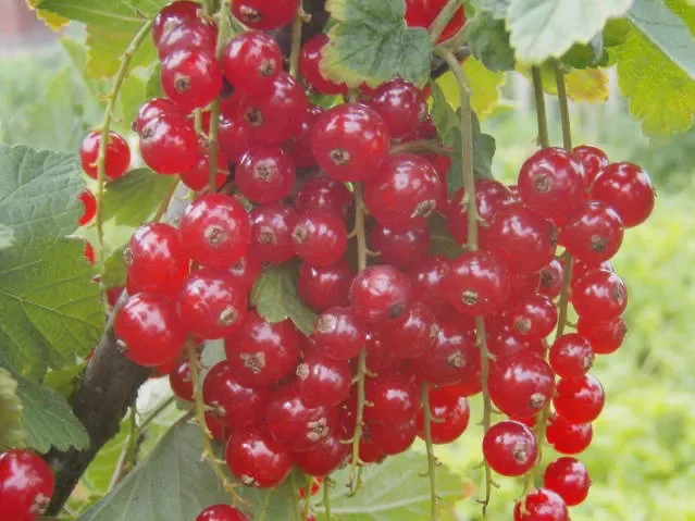 Johannisbeere „Jonkheer van Tets“ (Ribes rubrum)